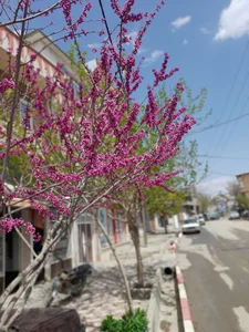 کارواش هزارکانیان