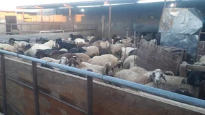 دامداری اقای سیدی