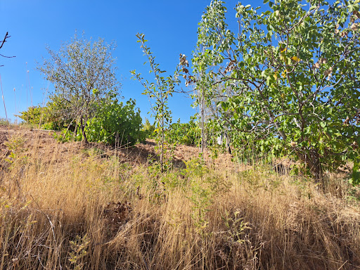 باغ زرمونی
