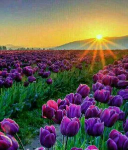 گلستان شهدای طالخونچه