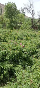 گلابگیری راز رز