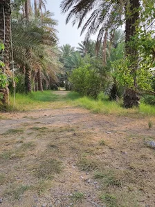 استخر علیایی