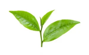 کوفته ترکی ریحان