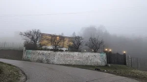 جنگل غول غوک