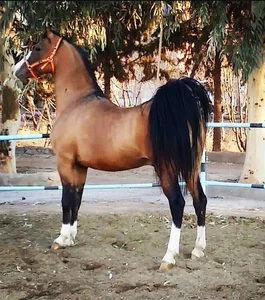 شرکت چاپار مهرگرد سمیرم