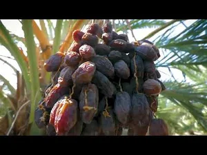 نهالستان بزرگ سامیار