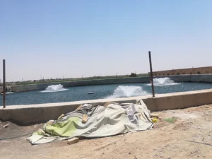 استخر پرورش ماهی فدک
