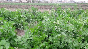 سبزی فروشی رامین