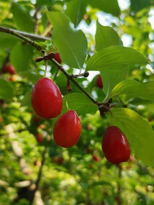 سیدلر باغی