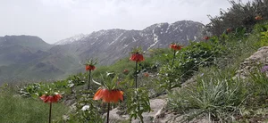 پاساژ حاجی عدالت