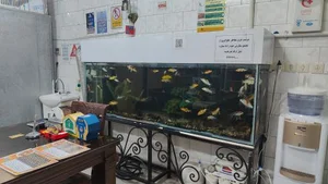 کبابی قائم 3