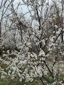 کوچه باغ قدیمی