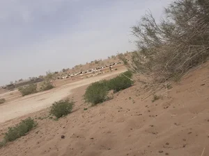 دق کله قندی