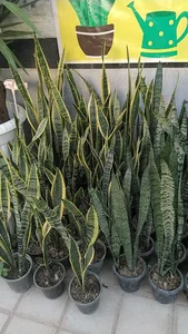 گلسرای پردیسان 2