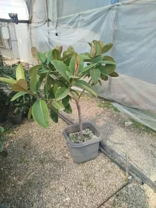گل کده ملیسا 4