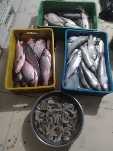ماهی سرای خلیج فارس