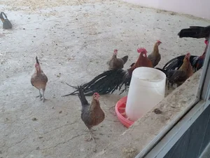 باغ پرندگان