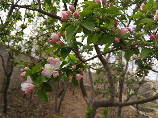 چنار بزرگ مبارکه