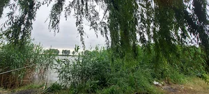 تالاب های ۴ گانه ی سیاهکلا