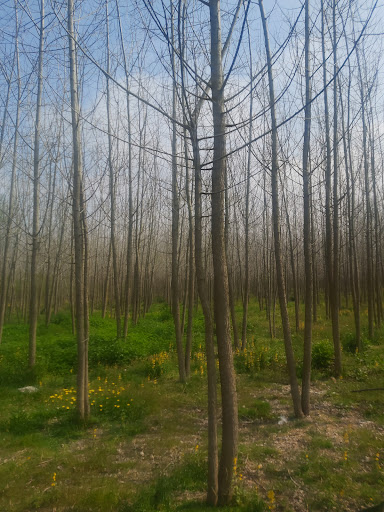 حمام کسما