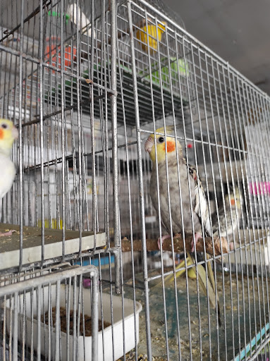 پرنده سرای دارابی