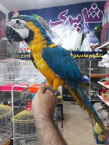 پرنده سرا و برد شاپ شاپرک