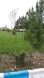 شرکت صنایع دامپروری و لبنی رضوی