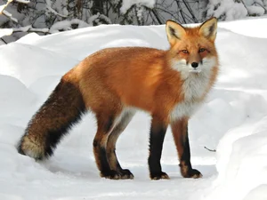 Foxtes