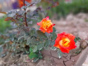 کافه باغ رضوی
