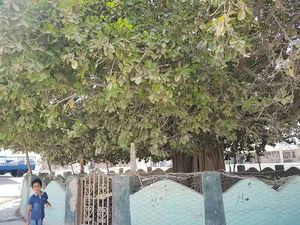 درخت انجیر معابد قشم