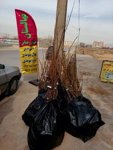 نهالستان بجنورد زیبا (حسن رحمانی)گردوی پیوندی
