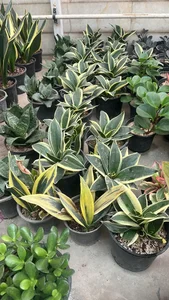 گلخانه گیاهان آپارتمانی آندیس 3