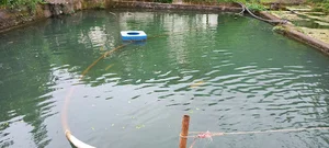 پرورش ماهی کلهر