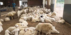 دامداری میلاد صیادی مقدم