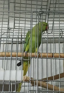 پرنده سرای آذربایجان