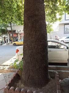 چنار کهنسال شکوفه