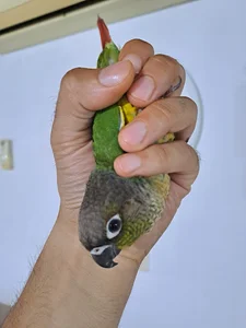 فرهاد تتو
