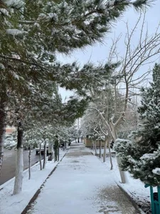 پارک ارکیده 2