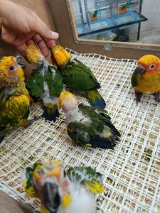 پرنده سرای قهرمانی
