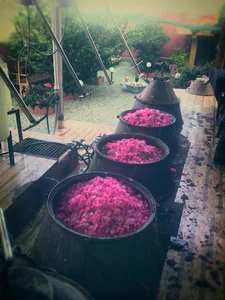 مجتمع گلابگیری ترنم