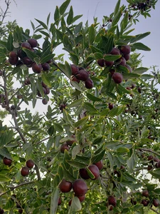 نوبهار کلی