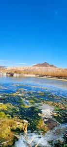 حوض حلقه بینی