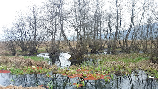 پارک نیلوفر آبی