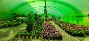 Golestan_Saedi