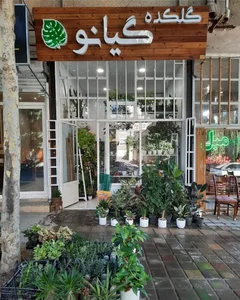 گلکده گیانو 2