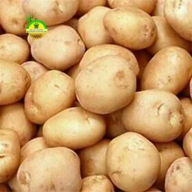 شرکت تعاونی سیب زمینی کاران بهار
