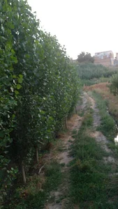 باغ صنوبرافشاررزاقی