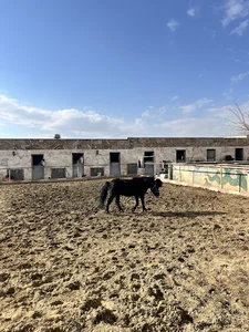 باشگاه سوارکاری کحیلان زنجان