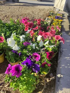دکترگیاه اصفهان