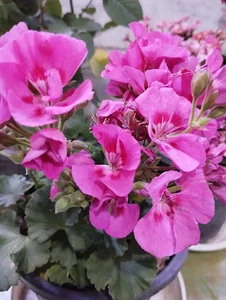 گلفروشی باغ سبز